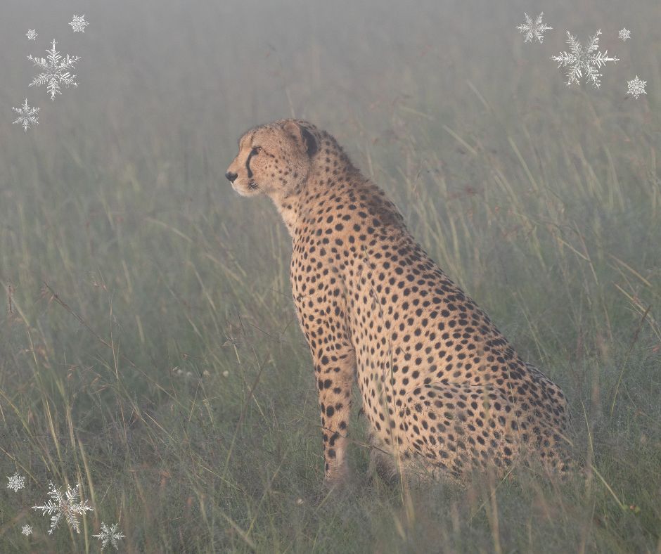 Festive Cheetah Card