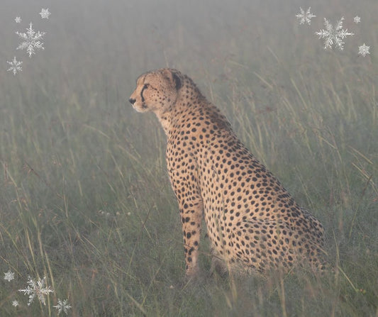 Festive Cheetah Card